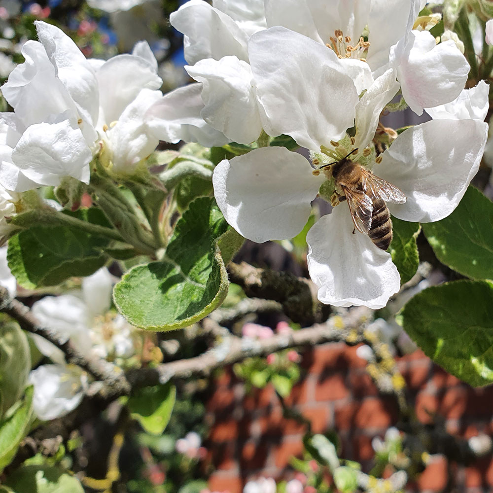 Klostergarten Apfelblüte mit Biene