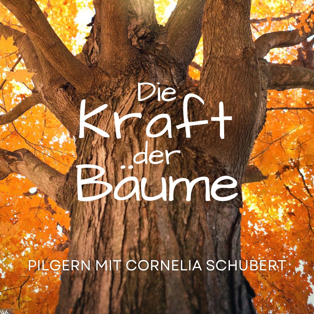 Am 11.1ß.2ß25 findet eine Pilger-Tour zum Thema Kraft der Bäume statt.